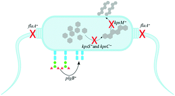 Graphical abstract: Rapid differentiation of Campylobacter jejuni cell wall mutants using Raman spectroscopy, SERS and mass spectrometry combined with chemometrics