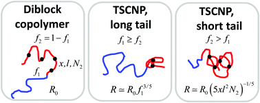 Graphical abstract: Valuable structure-size relationships for tadpole-shaped single-chain nanoparticles with long and short flexible tails unveiled