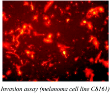 Graphical abstract: Nicotinamide for skin cancer chemoprevention: effects of nicotinamide on melanoma in vitro and in vivo