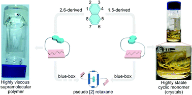 Graphical abstract: Supramolecular polymerization and cyclization of dioxynaphthalene motif bridged bifunctional UPys: minor variations in the molecular skeleton and drastic differences in self-assembly