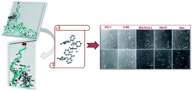 Graphical abstract: Evaluation of cytotoxic potential of structurally well-characterized RNA targeted ionic non-steroidal anti-inflammatory (NSAID) Cu(ii) & Zn(ii) DACH–mefenamato drug conjugates against human cancer cell lines