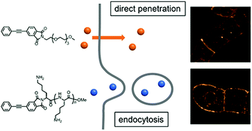 Graphical abstract: Cellular internalization mechanism of novel Raman probes designed for plant cells