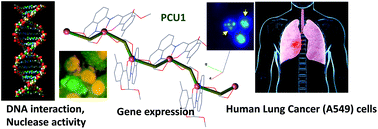 Graphical abstract: A novel biocompatible formate bridged 1D-Cu(ii) coordination polymer induces apoptosis selectively in human lung adenocarcinoma (A549) cells