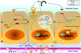 Graphical abstract: Differential effects of EPA and DHA on DSS-induced colitis in mice and possible mechanisms involved