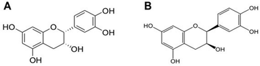 Graphical abstract: Stimulatory effects of (−)-epicatechin and its enantiomer (+)-epicatechin on mouse frontal cortex neurogenesis markers and short-term memory: proof of concept