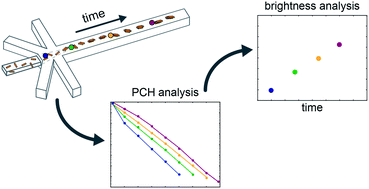 Graphical abstract: Exploring early time points of vimentin assembly in flow by fluorescence fluctuation spectroscopy
