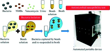 Graphical abstract: An automated and portable antimicrobial susceptibility testing system for urinary tract infections