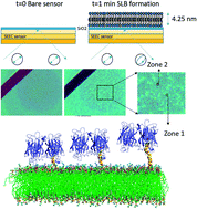 Graphical abstract: Enhanced avidin binding to lipid bilayers using PDP-PE lipids with PEG-biotin linkers