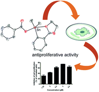 Graphical abstract: Synthesis, structural characterization and in vitro antiproliferative effects of novel organotin(iv) compounds with nicotinate and isonicotinate moieties on carcinoma cells
