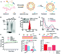 Graphical abstract: Nanoengineered immunosuppressive therapeutics modulating M1/M2 macrophages into the balanced status for enhanced idiopathic pulmonary fibrosis therapy