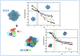 Graphical abstract: Analysis of dendrimer-protein interactions and their implications on potential applications of dendrimers in nanomedicine