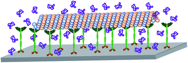 Graphical abstract: The effects of osmolytes on in vitro kinesin-microtubule motility assays
