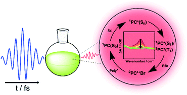 Graphical abstract: Mapping the multi-step mechanism of a photoredox catalyzed atom-transfer radical polymerization reaction by direct observation of the reactive intermediates