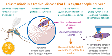 Graphical abstract: Glycan–glycan interactions determine Leishmania attachment to the midgut of permissive sand fly vectors