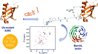 Graphical abstract: Fucosylated ubiquitin and orthogonally glycosylated mutant A28C: conceptually new ligands for Burkholderia ambifaria lectin (BambL)