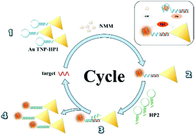 Graphical abstract: Label- and enzyme-free plasmon-enhanced single molecule fluorescence detection of HIV DNA fragments based on a catalytic hairpin assembly