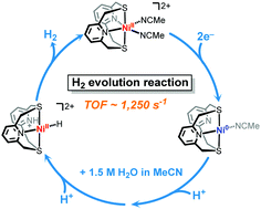 Graphical abstract: Electrocatalytic H2 evolution promoted by a bioinspired (N2S2)Ni(ii) complex