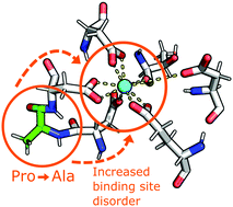 Graphical abstract: Lanthanide-dependent coordination interactions in lanmodulin: a 2D IR and molecular dynamics simulations study
