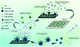 Graphical abstract: Isolation and quantification of extracellular vesicle-encapsulated microRNA on an integrated microfluidic platform