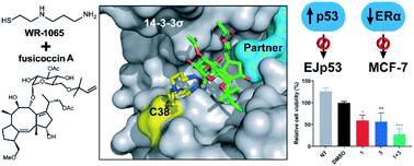 Graphical abstract: Cooperative stabilisation of 14-3-3σ protein–protein interactions via covalent protein modification