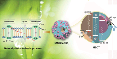 Graphical abstract: Multi-stepwise charge transfer via MOF@MOF/TiO2 dual-heterojunction photocatalysts towards hydrogen evolution