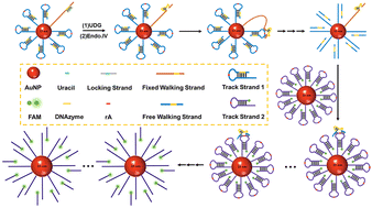 Graphical abstract: DNAzyme-powered cascade DNA walkers for sensitive detection of uracil DNA glycosylase activity