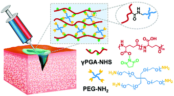 Graphical abstract: In situ forming injectable γ-poly(glutamic acid)/PEG adhesive hydrogels for hemorrhage control