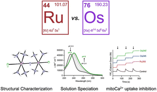 Graphical abstract: Dinuclear nitrido-bridged osmium complexes inhibit the mitochondrial calcium uniporter and protect cortical neurons against lethal oxygen–glucose deprivation