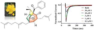 Graphical abstract: Caged polycyclic polyprenylated acylphloroglucinols as Cav3.2 low voltage-gated Ca2+ channel inhibitors from Hypericum curvisepalum