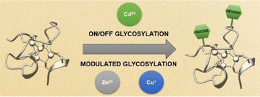 Graphical abstract: Metal-dependent glycosylation in recombinant metallothioneins