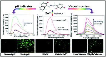 Graphical abstract: A multifunctional basic pH indicator probe for distinguishable detection of Co2+, Cu2+ and Zn2+ with its utility in mitotracking and monitoring cytoplasmic viscosity in apoptotic cells