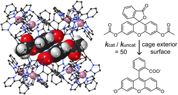 Graphical abstract: Inside or outside the box? Effect of substrate location on coordination-cage based catalysis