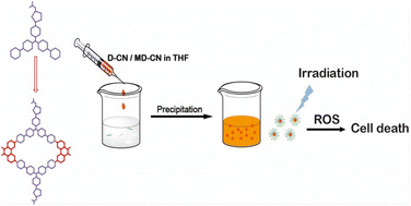 Graphical abstract: Supramolecular coordination complexes (SCCs) with aggregation-induced emission for in vitro photodynamic therapy