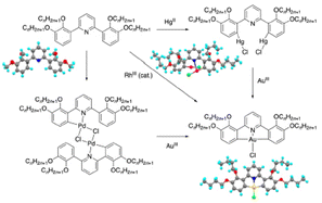 Graphical abstract: On the mercuration, palladation, transmetalation and direct auration of a C^N^C pincer ligand