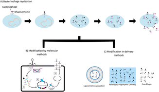 Graphical abstract: Advancements in bacteriophage therapies and delivery for bacterial infection