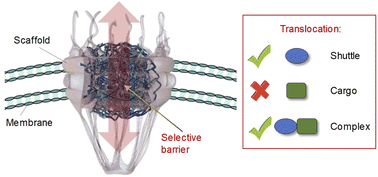 Graphical abstract: Pore performance: artificial nanoscale constructs that mimic the biomolecular transport of the nuclear pore complex