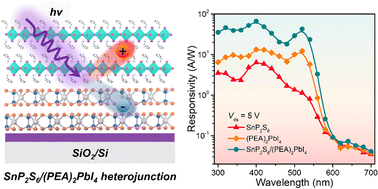 Graphical abstract: 2D Ruddlesden–Popper perovskite sensitized SnP2S6 ultraviolet photodetector enabling high responsivity and fast speed