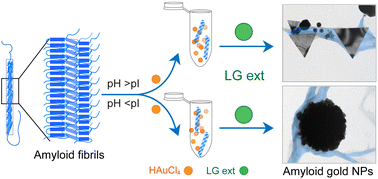 Graphical abstract: Charge and hydrophobicity of amyloidogenic protein/peptide templates regulate the growth and morphology of gold nanoparticles