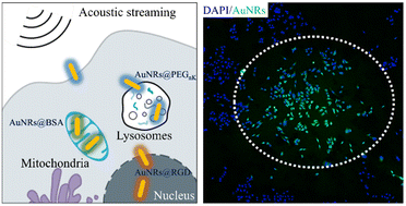 Graphical abstract: A targeted hydrodynamic gold nanorod delivery system based on gigahertz acoustic streaming