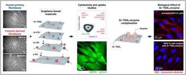 Graphical abstract: Defect-free graphene enhances enzyme delivery to fibroblasts derived from patients with lysosomal storage disorders