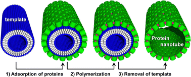 Graphical abstract: Retracted Article: A supramolecular nanotube used as a water-degradable template for the production of protein nanotubes with high thermal/chemical stabilities