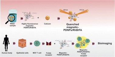 Graphical abstract: Simple fluorescence chemosensor for the detection of calcium ions in water samples and its application in bio-imaging of cancer cells