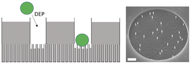 Graphical abstract: Use of dielectrophoresis for directing T cells to microwells before nanostraw transfection: modelling and experiments