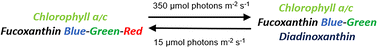 Graphical abstract: Evidence for reversible light-dependent transitions in the photosynthetic pigments of diatoms