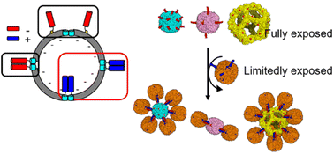 Graphical abstract: High order assembly of multiple protein cages with homogeneous sizes and shapes via limited cage surface engineering