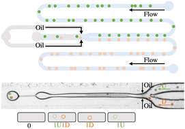 Graphical abstract: Beating Poisson stochastic particle encapsulation in flow-focusing microfluidic devices using viscoelastic liquids
