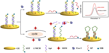 Graphical abstract: A novel and sensitive electrochemical aptasensor for sulfadimethoxine detection based on the triple helix/exonuclease I-assisted double-amplification strategy