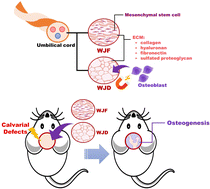 Graphical abstract: Wharton's jelly of the umbilical cord serves as a natural biomaterial to promote osteogenesis