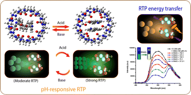 Graphical abstract: pH-tunable phosphorescence and light harvesting in cucurbit[8]uril host–guest assemblies