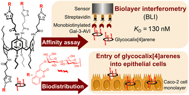 Graphical abstract: Galectin-targeting glycocalix[4]arenes can enter the cells